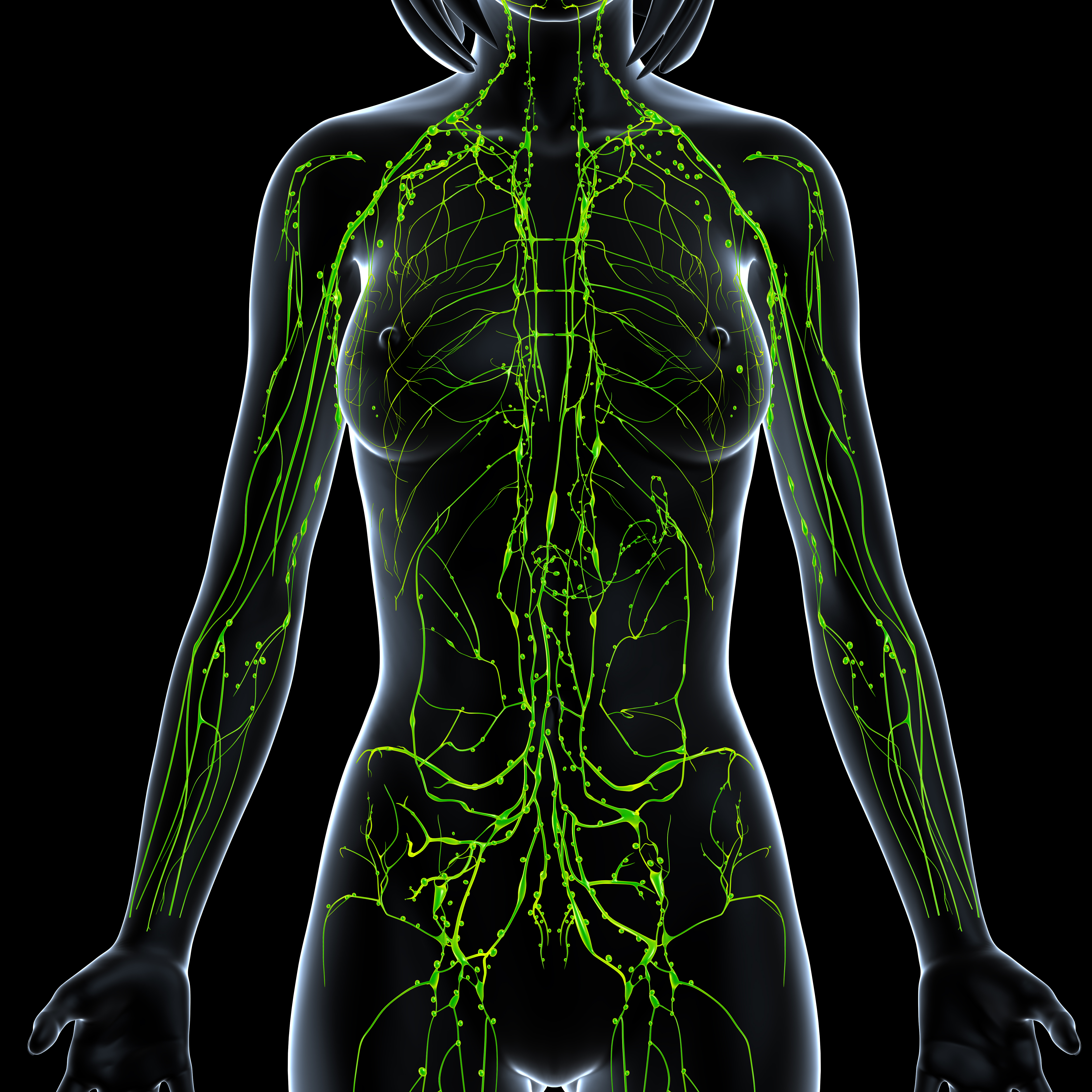 Lymfa v lidském těle odpovídá za odvod odpadních látek z těla. 